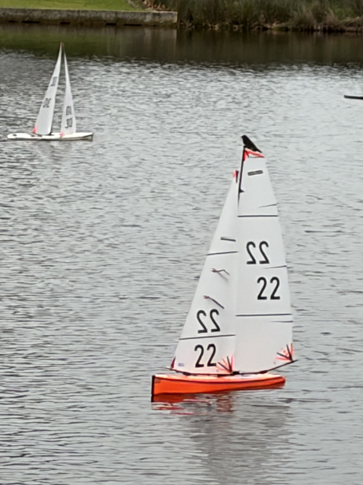 wanderers files/Wanderers 2026/DF95 with Bird on mast top.jpg